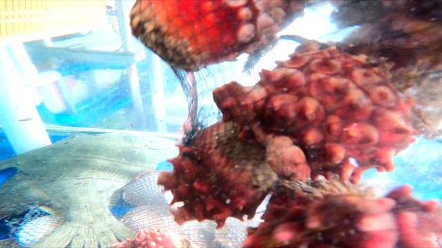 Sea pineapple being poured into a water tank in the fish market