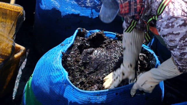 Person handling laver with gloves