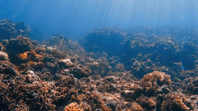 Sunlight Filtering Through a Coral Reef