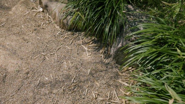 Green Plants in Garden Stone Flower Beds