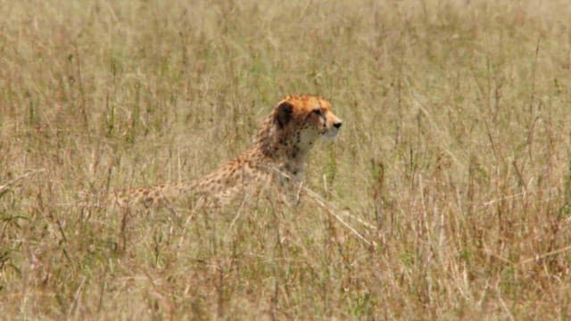 Cheetah on the lookout in savannah grass