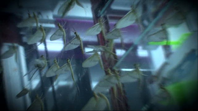 Insects clustering on a window pane