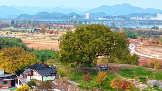 Large tree in a scenic rural landscape