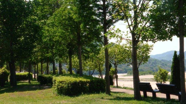 A serene riverside park with lush green trees and benches under the bright sunlight