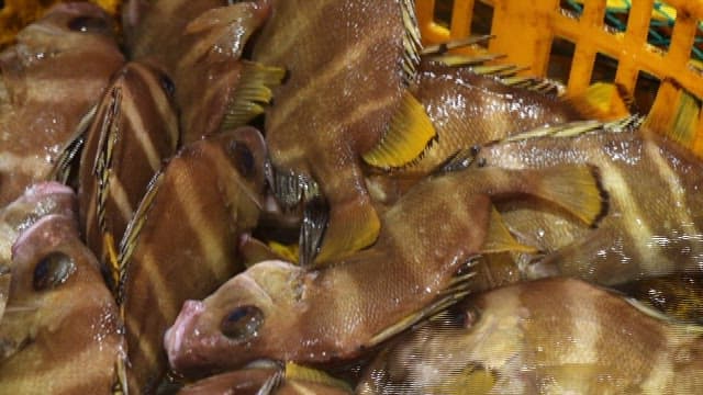 Fresh fish being sorted in market baskets