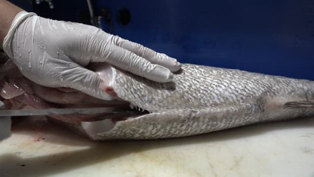 Man wearing gloves is cutting fish with a knife