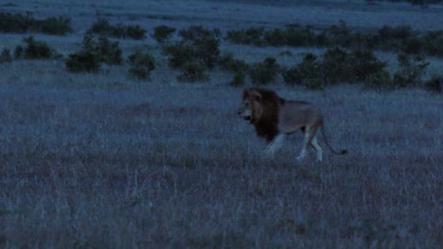 Lone Lion Walking in the Twilight Savannah