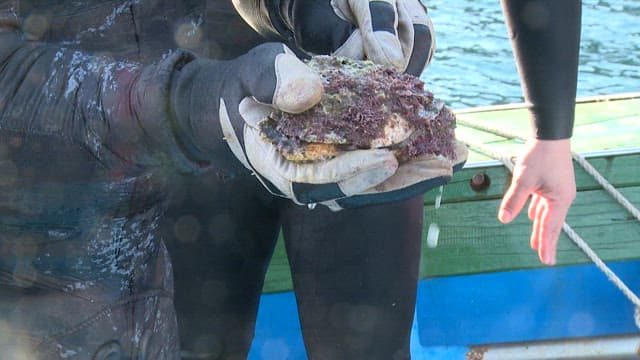 Harvesting Marine Life at Sea