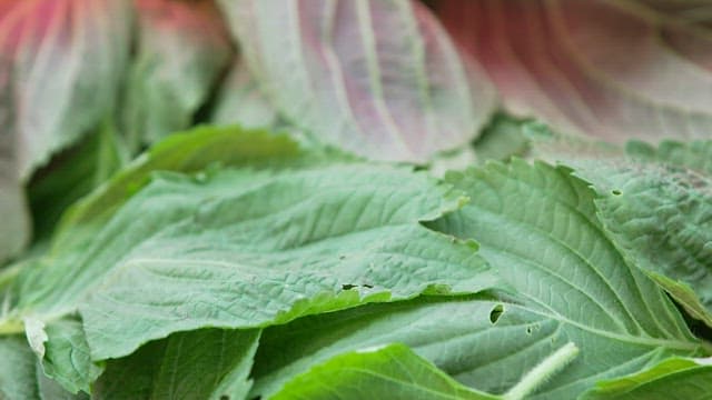 Fresh perilla leaves harvested from the garden