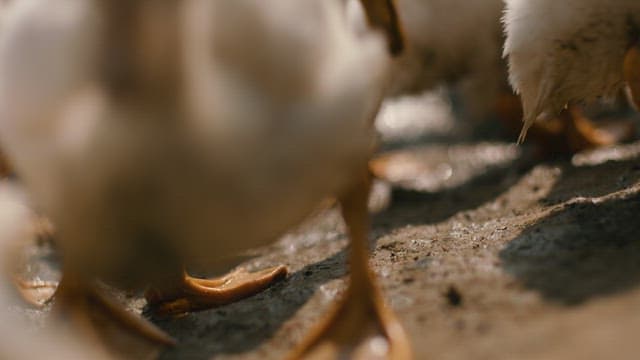 Ducks Grazing on the Rice Fields and Eating Pests