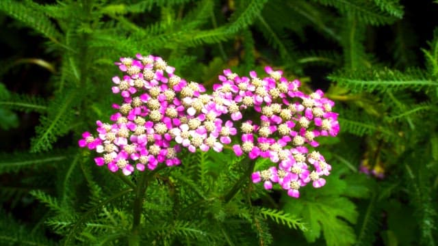 Vibrant pink flowers in lush greenery