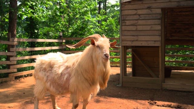 Goat standing in a sunny outdoor pen and looking around