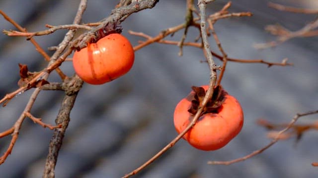 Ripe persimmons hanging on a tree on a sunny day