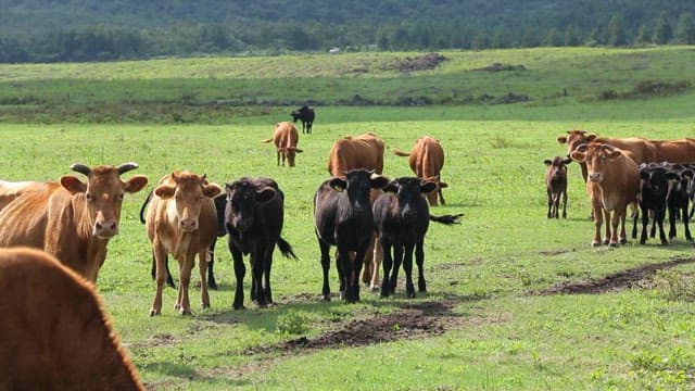 Herd of cow standing in a meadow