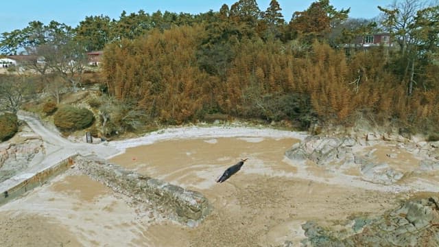 Whale stranded on a sandy beach
