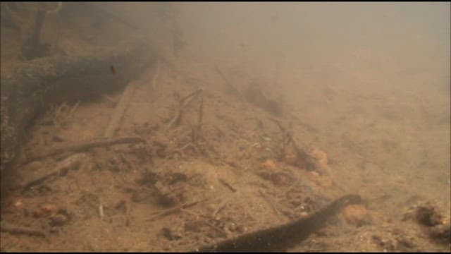 Underwater View of Albino Swamp Eel Swimming Amongst Debris