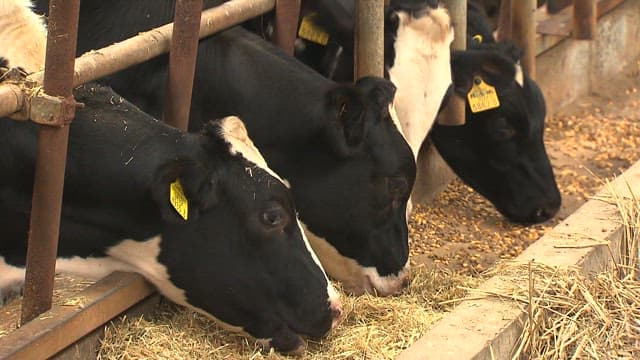 Milk cows eating hay and grains in a barn