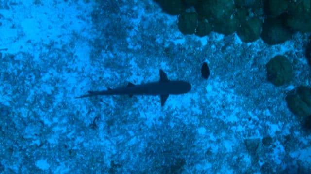 Shark resting on the sea floor