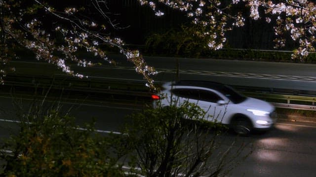 Road with cherry blossoms in bloom at night