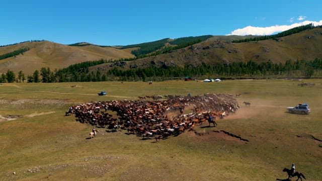 Herd of Horse Spinning Around and Raising Dust