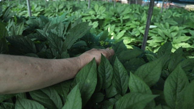 Picking ginseng fruit grown in a field