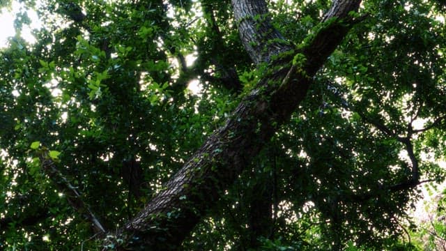 Sunlight Filtering Through a Lush Forest Canopy