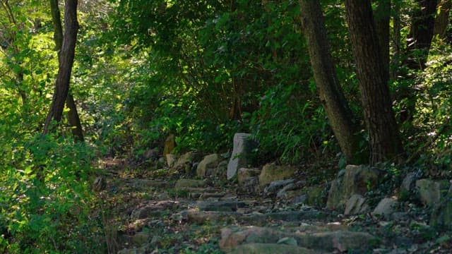 Lush green forest path with dappled sunlight