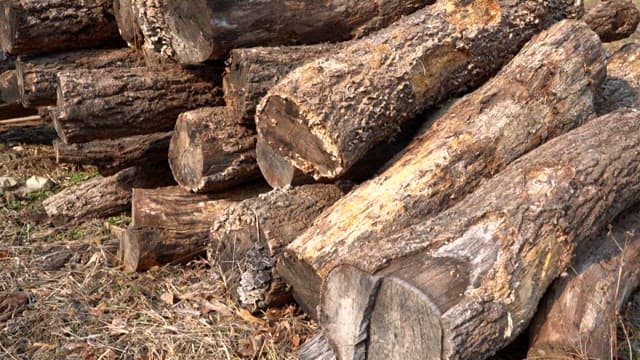 Stack of chopped wood logs in a sunny outdoor area.