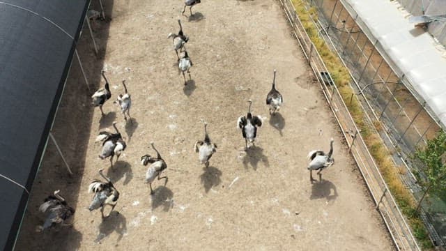 Ostriches roaming in a fenced, outdoor farm area.