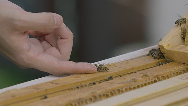 Finger on a Hive with Bees Working Hard