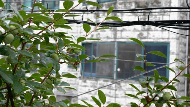 Rain-kissed persimmons outside a building window