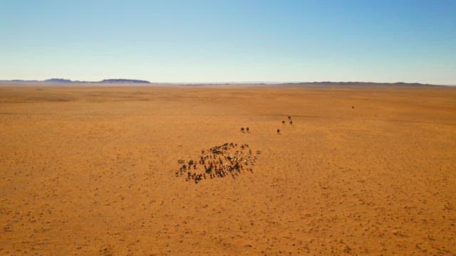 Herd of Goats Grazing in Vast Desert