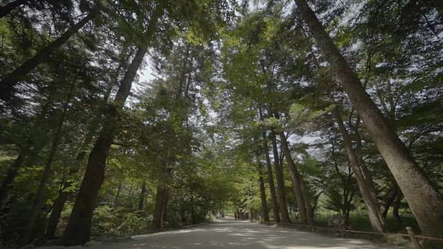 Serene walkway in a lush forest