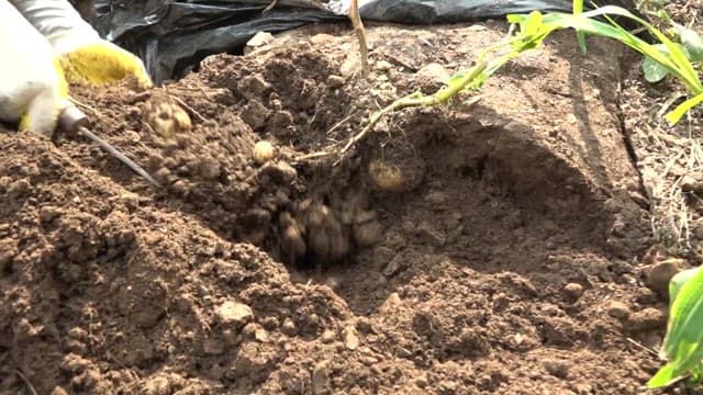 Harvesting potatoes from a field in rural area