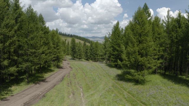Aerial View of a Serene Forest Landscape with Lush Green Trees