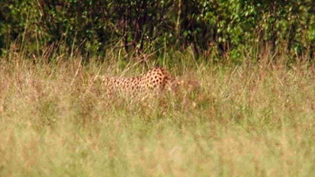 Cheetah and Gazelle in Their Natural Habitat