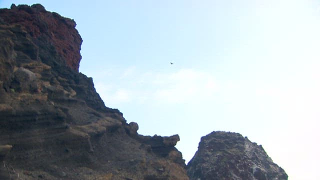 Bird soaring over jagged cliffs
