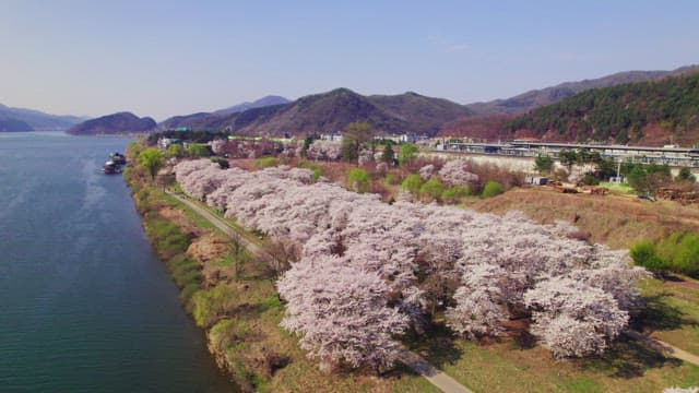Cherry blossoms along a riverside path