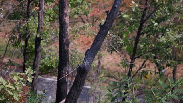 Charred tree trunks in a fire-damaged forest