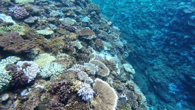 Vibrant coral reef teeming with marine life