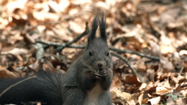 Eurasian red squirrel nibbling in the autumn woods