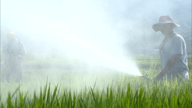 Farmers Spraying Crops in Misty Field