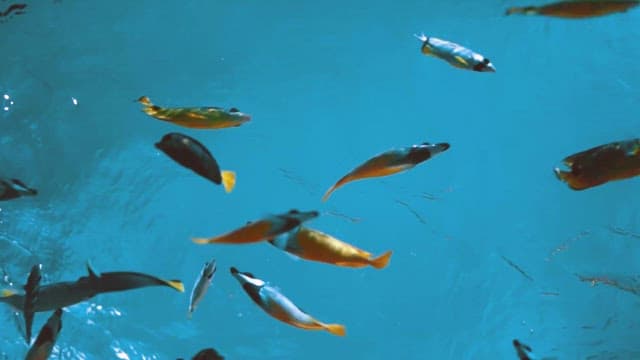 Underwater View of Colorful Fish Swimming