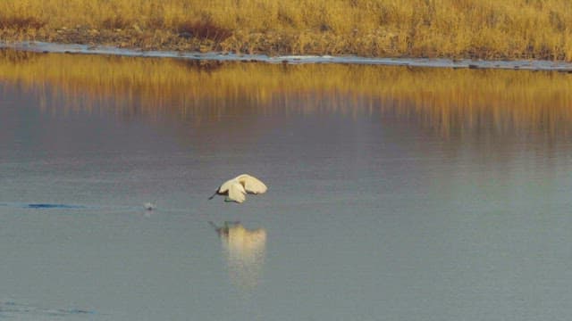 Crane taking off from a calm lakeside