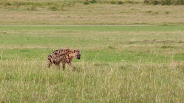 Hyena Wandering Through the Savannah