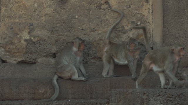 Monkeys Resting on a Stone Structure in Ancient Temple