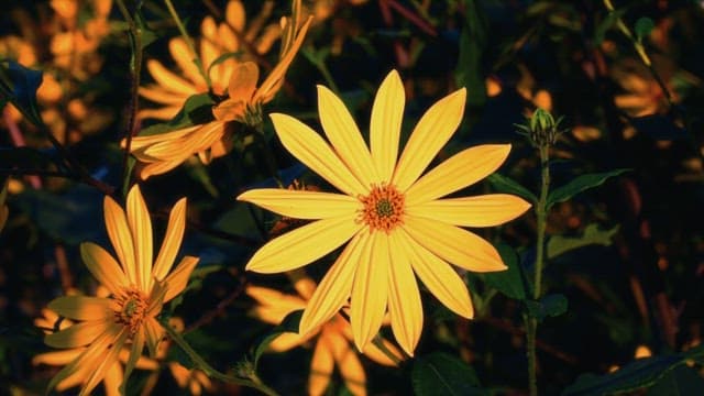 Yellow flowers in full bloom under sunlight