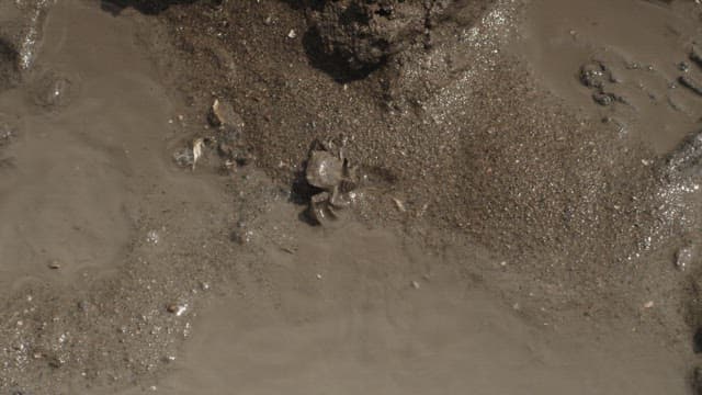 Muddy Habitat of a Lone Crab