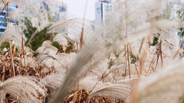 Flame grass swaying near urban buildings