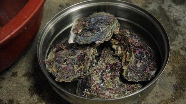 Fresh oysters in a metal bowl